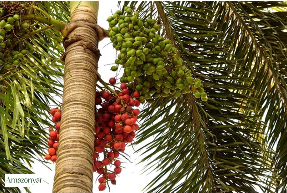 گیاه نخل اره ای یا ساوپالمتو