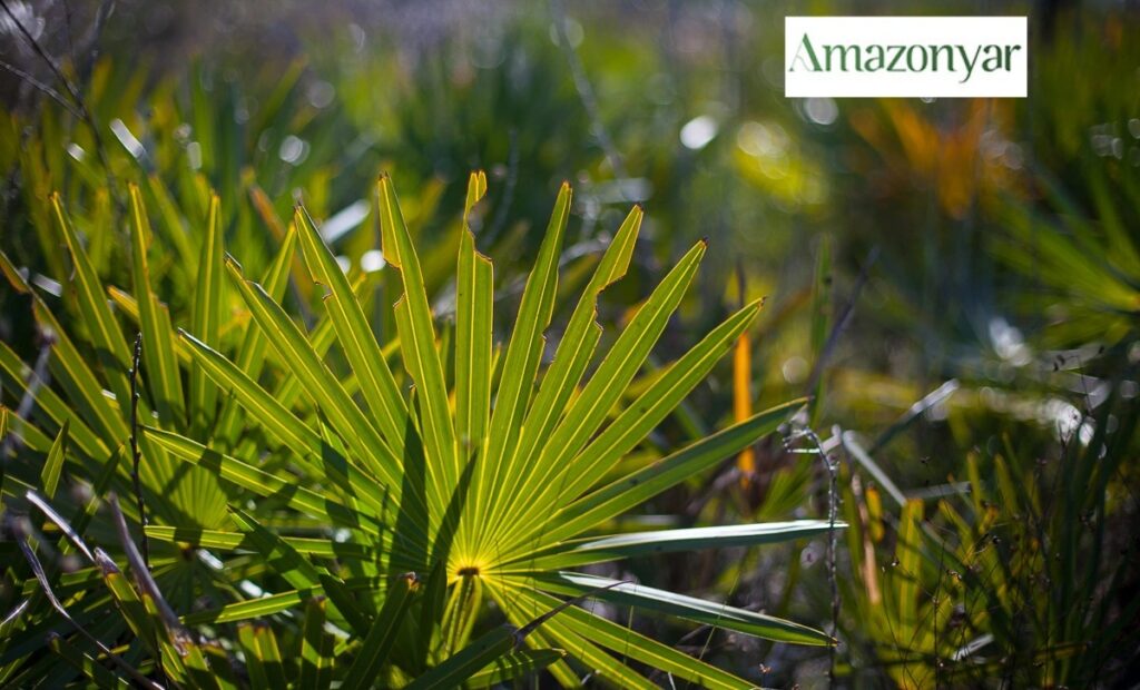 عصاره ساوپالمتو چیست