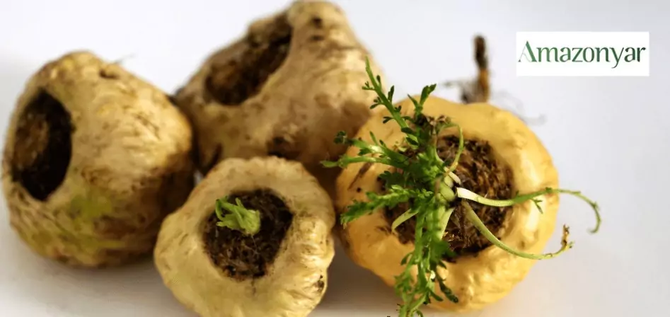 مکمل ماکا اصل