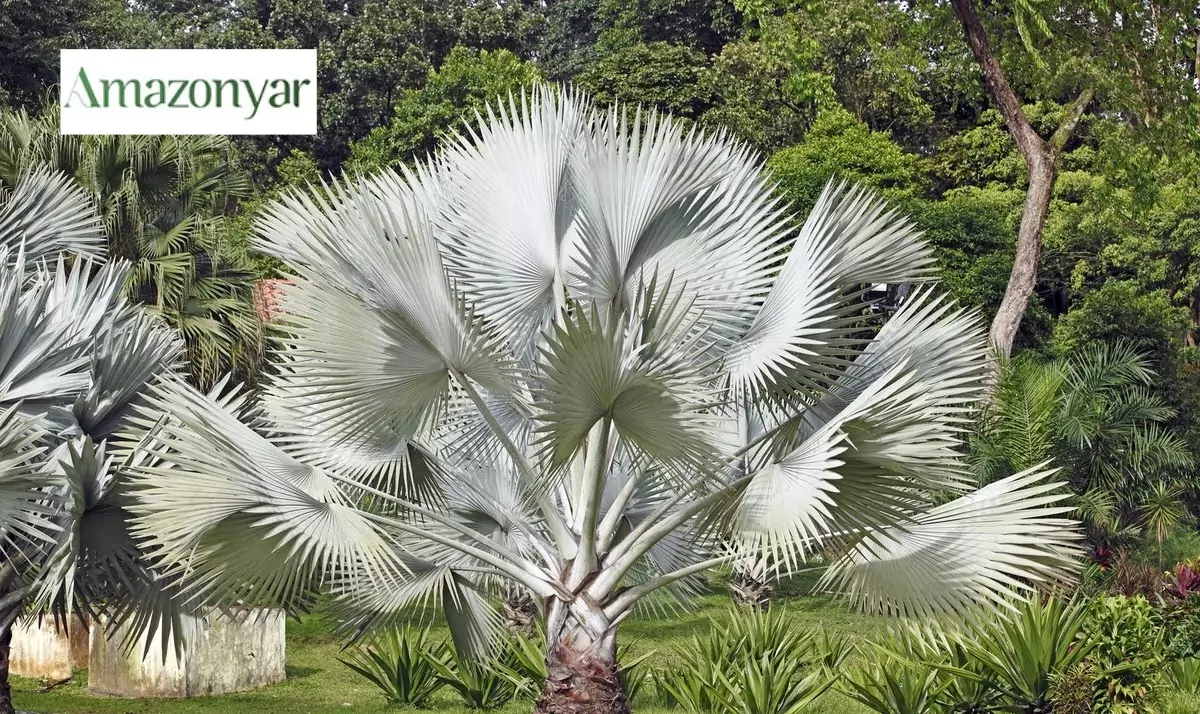 بهترین نوع ساوپالمتو