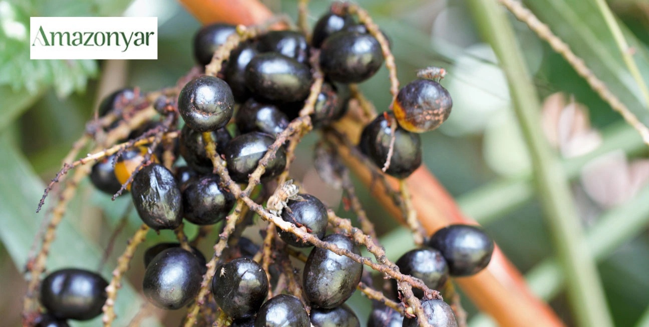 ظبع گیاه ساوپالمتو