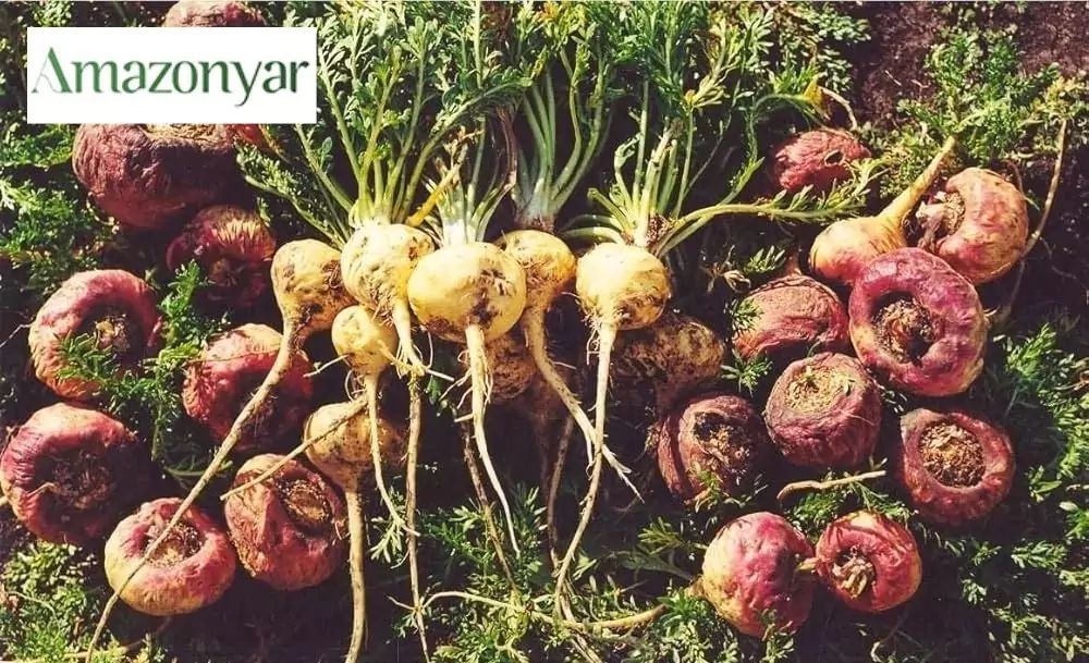 ماکا برای زیبایی