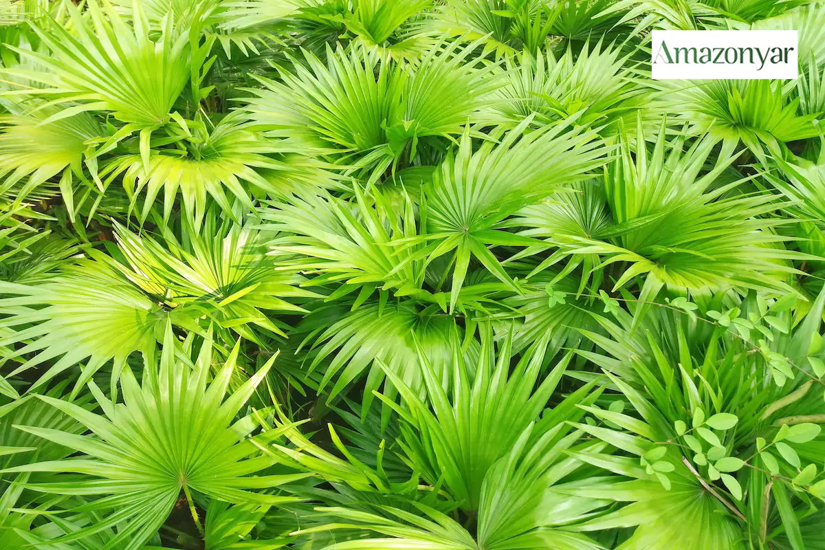 ساوپالمتو برای کاهش التهاب مفاصل