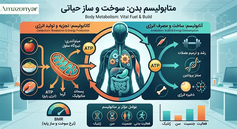 افزایش سوخت و ساز بدن